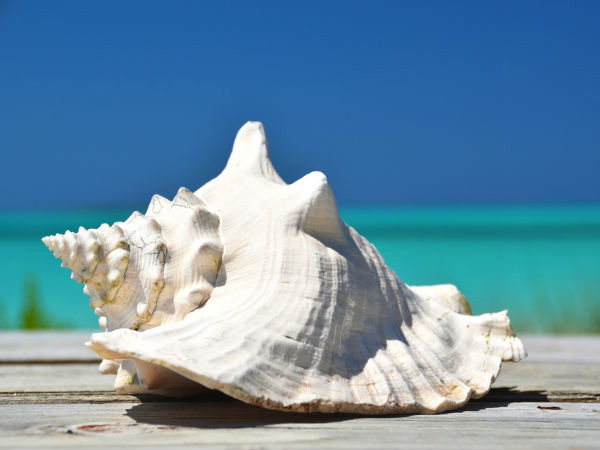 Vastu Tips You Should Aware While Keeping A Shankh or Conch At Home