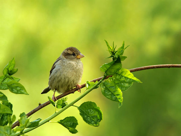 Vatsu Tips: If You See These Signs In The Morning Your Luck Will Shine