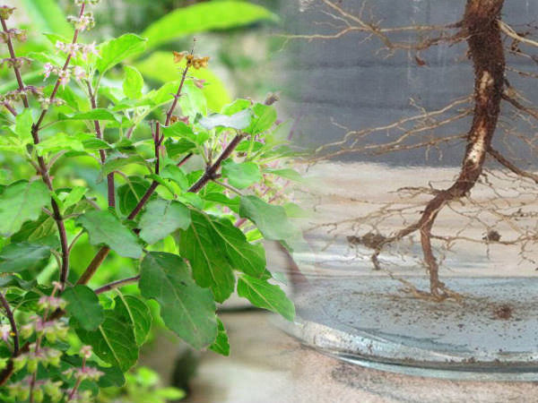 Benefits Of Tying Tulsi Roo