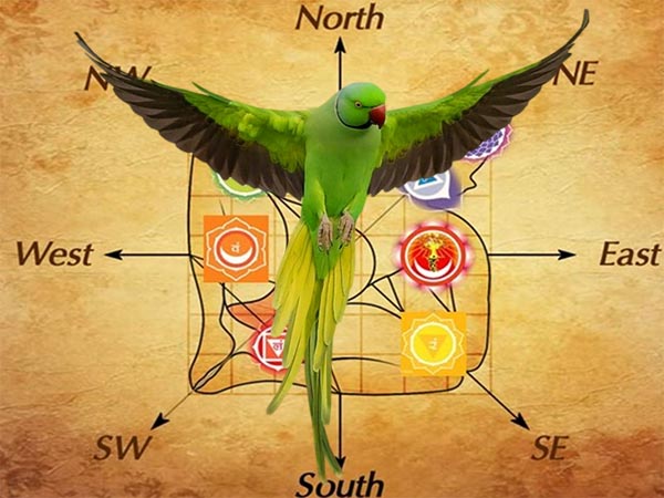 vastu tips for parrot