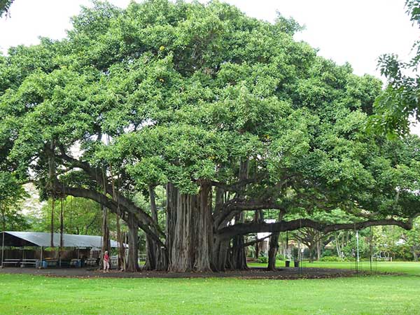 benefits of worshipping peepal tree benefits of worshipping peepal tree