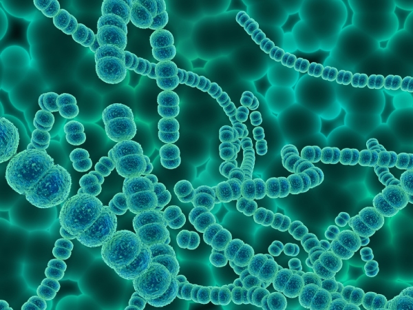 bacterial infection Japan