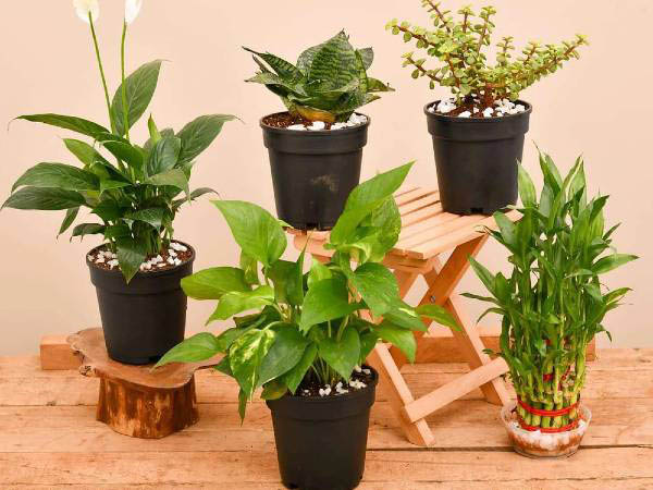 best indoor plants as per vastu