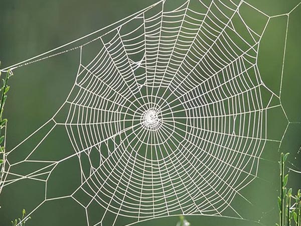 spider web vastu