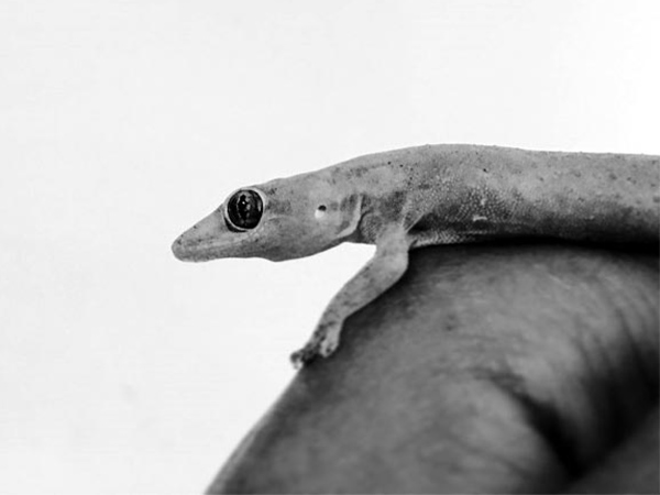 What Will Happen If Lizard Falling On Body