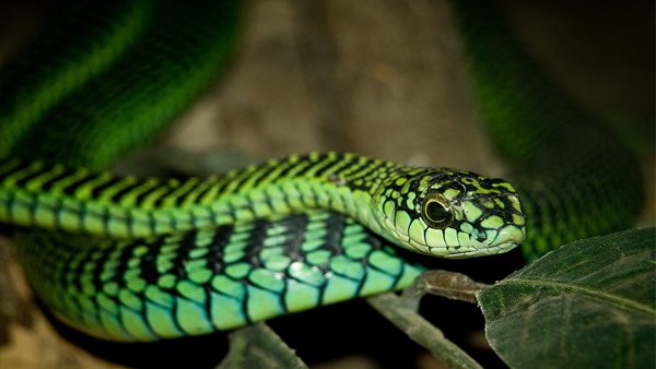 World Snake Day 2024