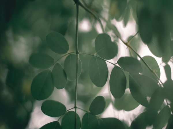 moringa laves benefis