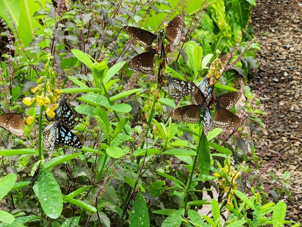 butterfly plant