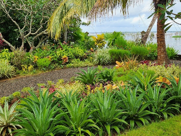 tropical garden