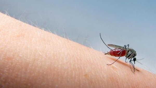 Why Mosquito Bites Itch More for Some People Details Inside