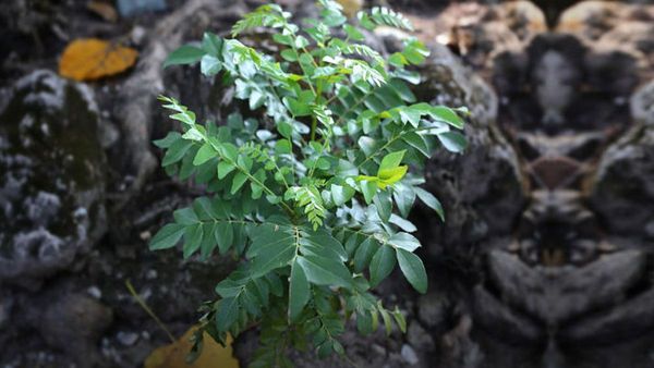 Grow a Curry Leaf Plant at Home