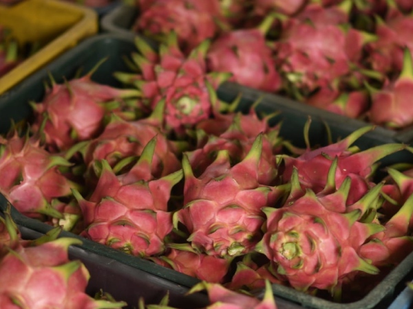 dragon fruit