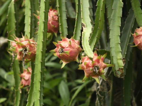 dragon fruit plants