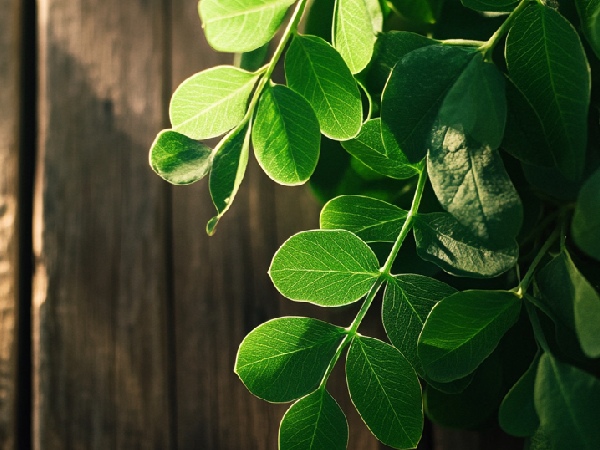 moringa leaves