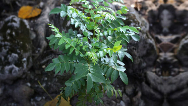 Weight Loss Benefits