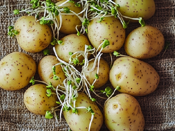 sprouted potato