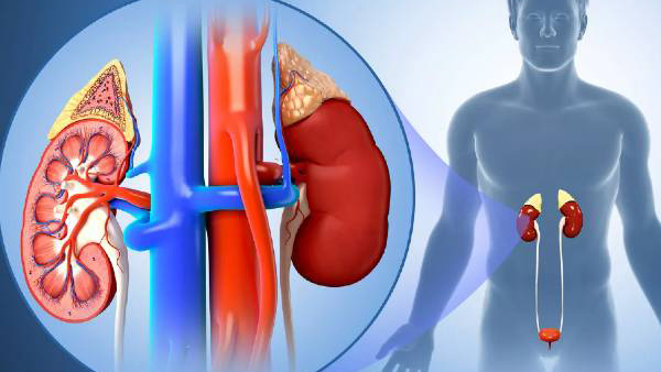 Lifestyle habits and kidneys