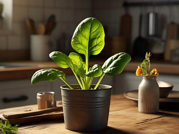 Health Tips Unleash the Nutritional Power of Mysore Cheera for Optimal Health