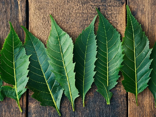 neem leaves