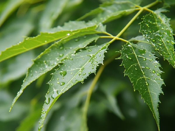 Neem Hair Mask Recipe Benefits for Hair Growth Dandruff and Lice Neem Hair Mask Recipe Benefits for Hair Growth Dandruff and Lice