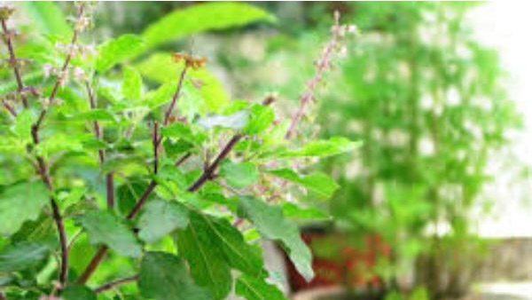 Why You Should Drink Tulsi Water