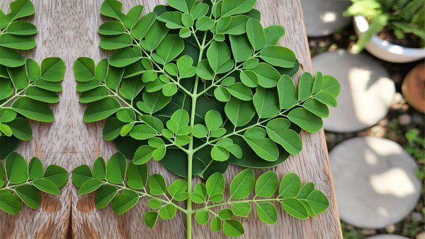 Benefits of Chewing Moringa Leaves