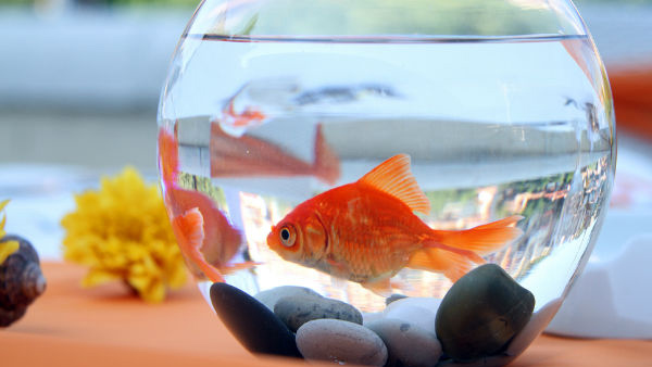 Lucky Fish for Your Home