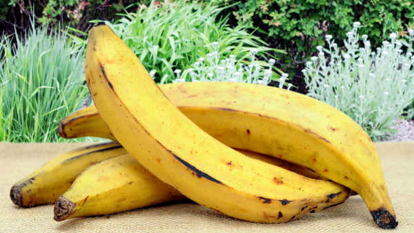 Bananas for breakfast