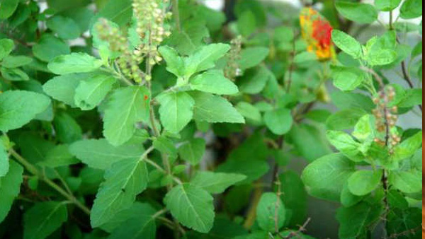 weight loss tulsi black pepper