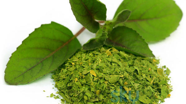 tulsi leaves for weight loss