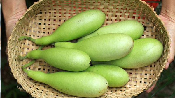 bottle gourd health risks