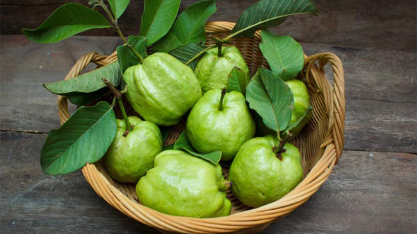 Guava for Weight Loss