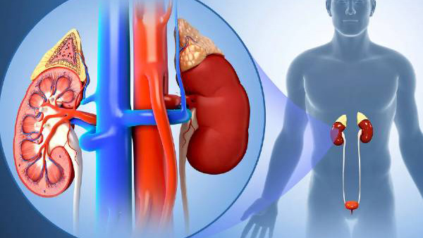 Kidney Damage Symptoms