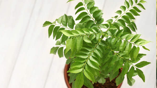 Curry Leaves for Diabetes