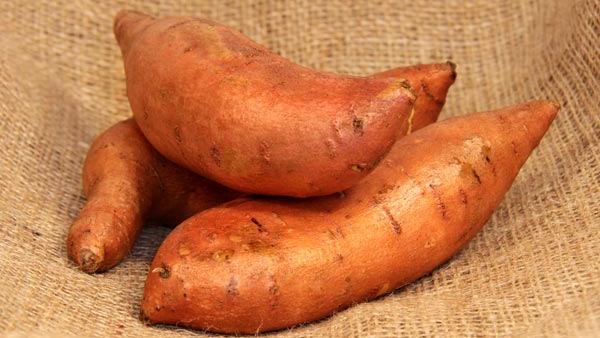 Eating Boiled Sweet Potato