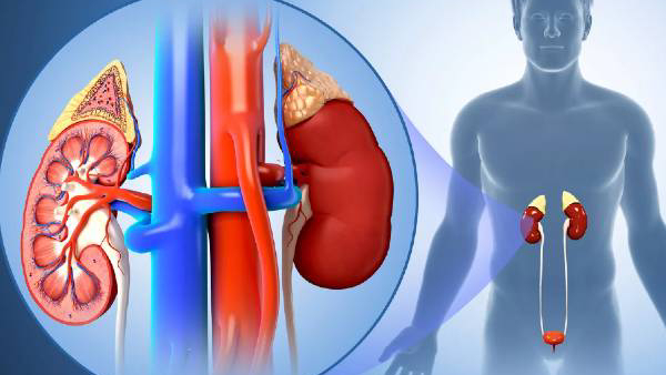Kidney Problem Warning Signs Kidney Problem Warning Signs