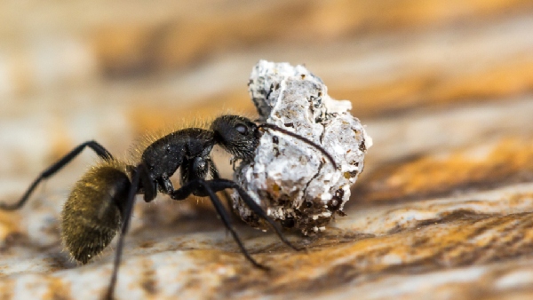 Auspicious and Inauspicious Omens