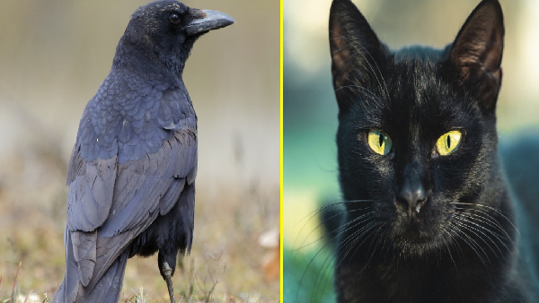 inauspicious animals