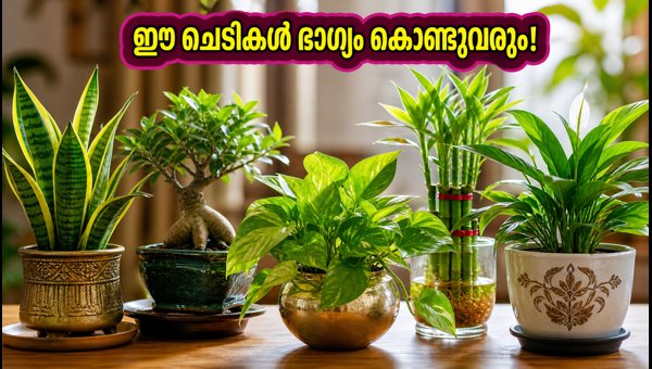 Best Vastu Plants for Friendship Day 2026: Gift These Lucky Indoor Plants for Prosperity and Peace