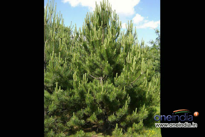 Types Of Live Christmas Trees - Boldsky