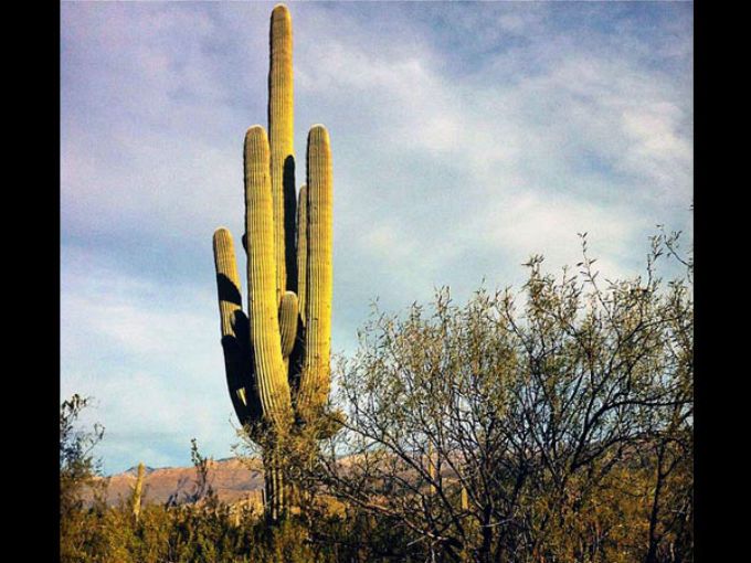 10 Types Of Cactus To Grow At Home - Boldsky