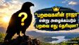'பறவைகளின் ராஜா' என்று அழைக்கப்படும் பறவை எது? ஏன் அப்படி அழைக்கப்படுகிறது தெரியுமா?