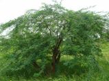 வேளாண் கொல்லி சீமைக் கருவேலம் இந்தியாவில் புகுந்த வரலாறு...