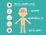நரம்பு மண்டலத்தின் வலிமையை அதிகரிக்கும் 11 உணவுகள்!