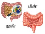 ஒரே வாரத்தில் குடலில் உள்ள நச்சுக்களை முற்றிலுமாக போக்க வேண்டுமா?