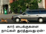 இரவு வேளைகளில் நாய்கள் கார், பைக்குகளை அதிகமாக துரத்துவதன் காரணம் இதுதான்?