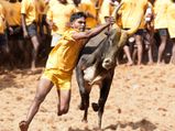 ஜல்லிக்கட்டு பற்றி டாக்டர். பிள்ளை கூறுபவை - வீடியோ!
