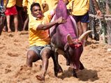 ஜல்லிக்கட்டுக்கு குரல் கொடுப்பவர்கள், இதையும் தெரிஞ்சுக்கிட்டு பேசுனா கொஞ்சம் நல்லா இருக்கும்!