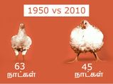 இன்று நீங்கள் உண்ணும் சிக்கனை பற்றிய திடுக்கிட வைக்கும் 5 உண்மைகள்!