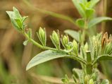 சிறுநீரக கற்களை இயற்கை முறையில் கரைக்கச் செய்யும் ஓர் அற்புத மூலிகை